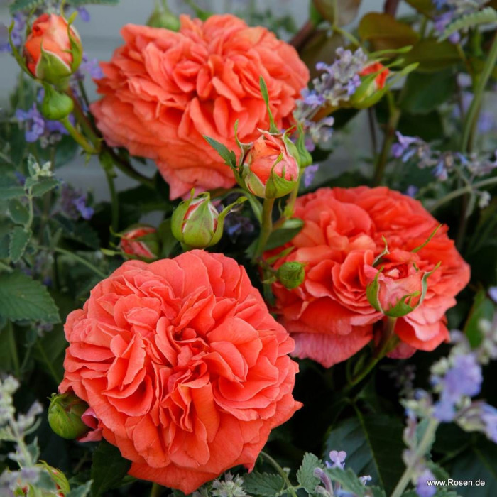 ORANGERIE® ORANGERIE®